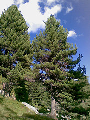 rooted like a tree Spinal ChiGong