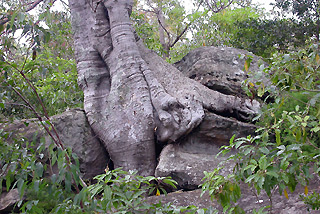 Wurzeln Roots