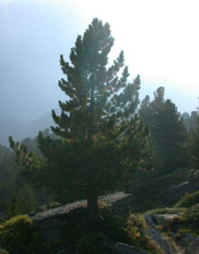 rooted like a tree Spinal ChiGong